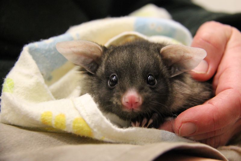 Sugar glider