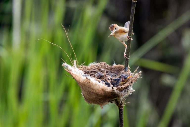 Sarang burung walet