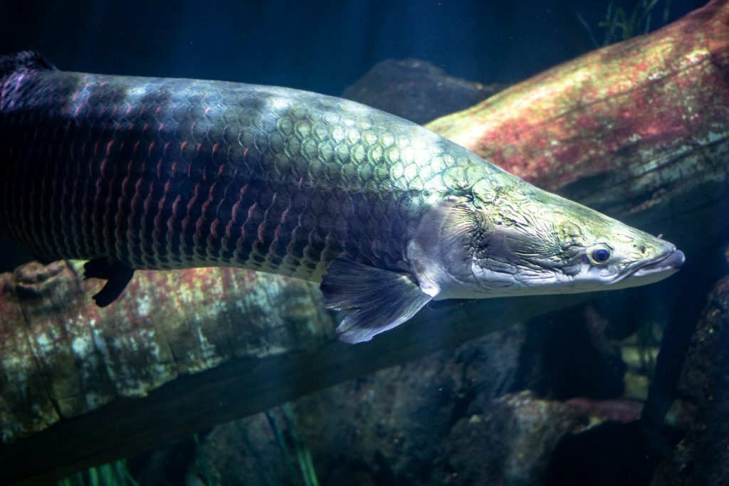 Ikan arapaima