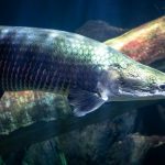 Ikan arapaima