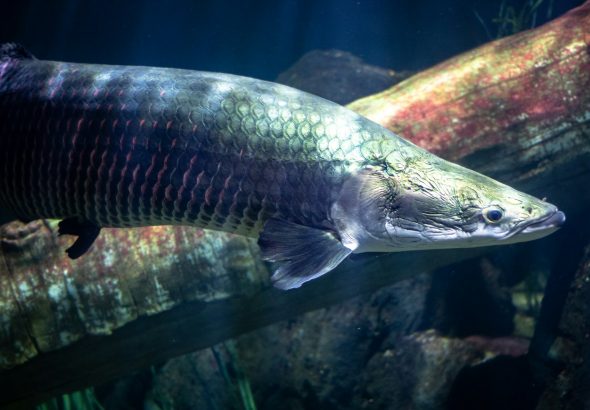 Ikan arapaima