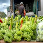 tips memanen pisang