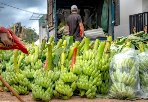 tips memanen pisang
