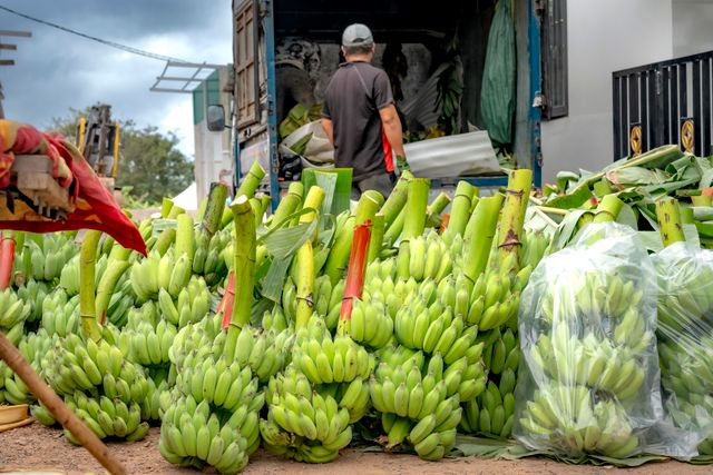 tips memanen pisang