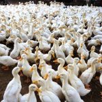 Bisnis peternakan bebek