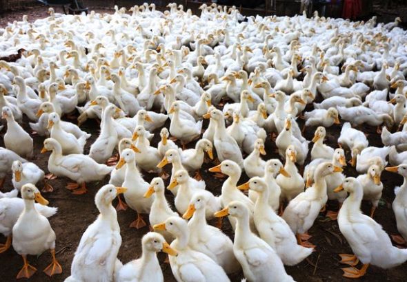Bisnis peternakan bebek