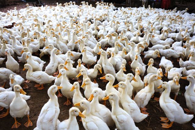 Bisnis peternakan bebek