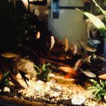 Indoor aquarium