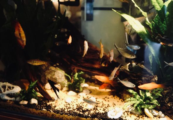 Indoor aquarium