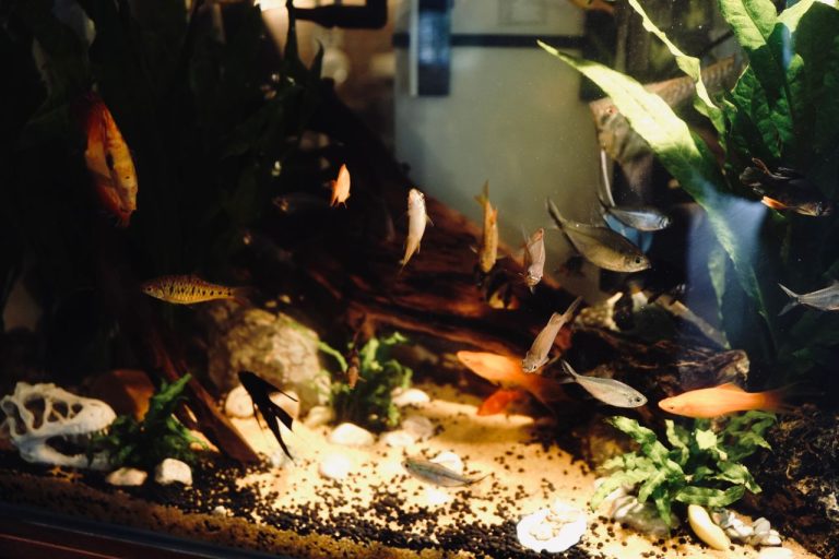 Indoor aquarium